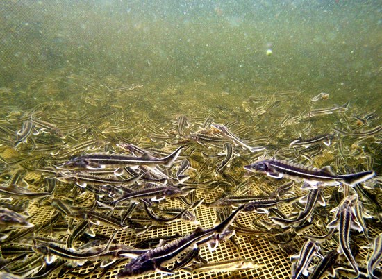 В Волгоградской области в Волгу выпустили 3 млн ценных пород рыбы